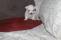 ID # 9840 Small Female Maltese, a female Maltese for sale in Maryville, MO – 8 of 10