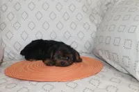 ID # 9855 Small Male Yorkie, a male Yorkshire Terrier for sale in Maryville, MO – 3 of 8