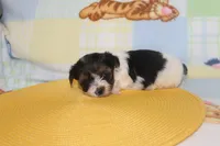 ID # 9845 Female Parti Yorkie , a female Yorkshire Terrier for sale in Maryville, MO – 5 of 10