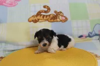 ID # 9845 Female Parti Yorkie , a female Yorkshire Terrier for sale in Maryville, MO – 10 of 10