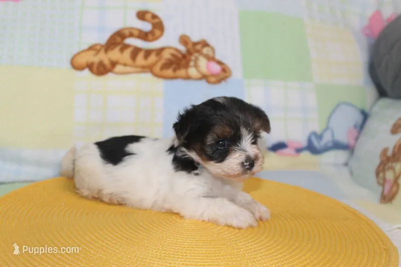 ID # 9845 Female Parti Yorkie  – Yorkshire Terrier puppy for sale in Maryville, MO