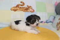 ID # 9845 Female Parti Yorkie , a female Yorkshire Terrier for sale in Maryville, MO – 1 of 10