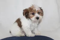 ID # 9195 Male Parti Yorkie, a male Yorkshire Terrier for sale in Maryville, MO – 1 of 7