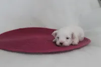 ID # 9850 Tiny Female Morkie , a female Morkie for sale in Maryville, MO – 8 of 8
