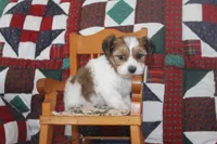 ID # 9195 Male Parti Yorkie, a male Yorkshire Terrier for sale in Maryville, MO – 6 of 7