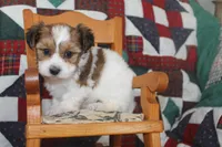 ID # 9195 Male Parti Yorkie, a male Yorkshire Terrier for sale in Maryville, MO – 5 of 7