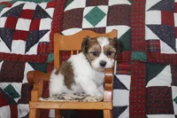ID # 9195 Male Parti Yorkie, a male Yorkshire Terrier for sale in Maryville, MO – 7 of 7