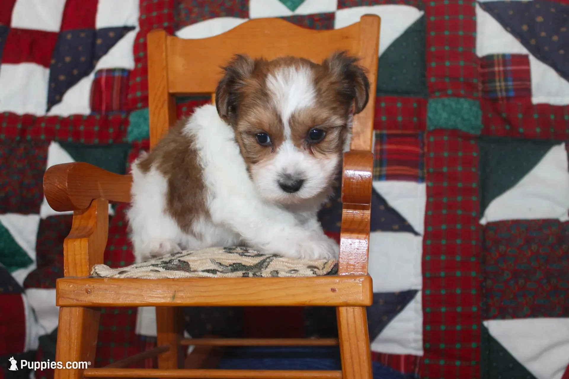 ID # 9195 Male Parti Yorkie, a male Yorkshire Terrier for sale in Maryville, MO – 6 of 7