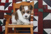 ID # 9195 Male Parti Yorkie, a male Yorkshire Terrier for sale in Maryville, MO – 2 of 7