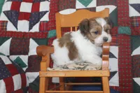 ID # 9195 Male Parti Yorkie, a male Yorkshire Terrier for sale in Maryville, MO – 3 of 7
