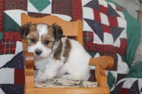 ID # 9195 Male Parti Yorkie, a male Yorkshire Terrier for sale in Maryville, MO – 4 of 7