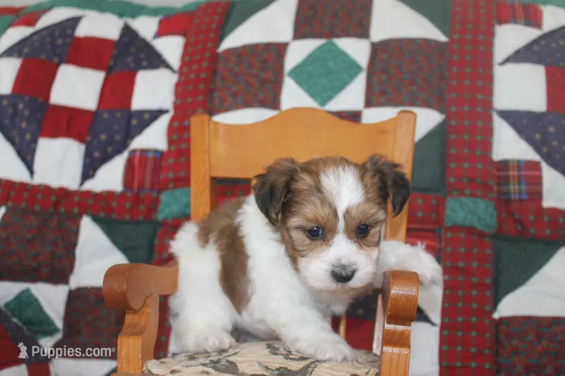 ID # 9195 Male Parti Yorkie – Yorkshire Terrier puppy for sale in Maryville, MO