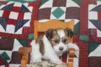 ID # 9195 Male Parti Yorkie, a male Yorkshire Terrier for sale in Maryville, MO – 1 of 7