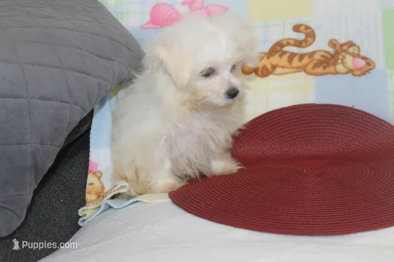 ID # 9846 Small Male Maltese – Maltese puppy for sale in Maryville, MO