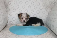 ID # 9200 Small Male Parti Yorkie, a male Yorkshire Terrier for sale in Maryville, MO – 4 of 9