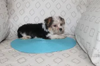 ID # 9200 Small Male Parti Yorkie, a male Yorkshire Terrier for sale in Maryville, MO – 9 of 9