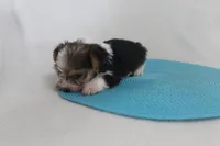 ID # 9200 Tiny Male Parti Yorkie, a male Yorkshire Terrier for sale in Maryville, MO – 6 of 8