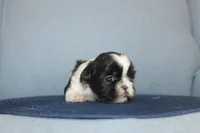 processed/40ed4b4e-07ab-4ab7-a6b0-6351a3ecf118/listing/d0b731c7-757c-4ed5-8485-7e2ef1d2f45a/51c5800b-ec25-4dac-90cb-d5b7b804a4a1