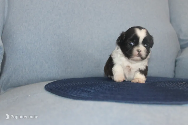 ID # 9201 Male Shih Tzu