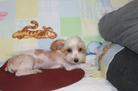 ID # 9207 Small Male Parti Yorkie, a male Yorkshire Terrier for sale in Maryville, MO – 3 of 10