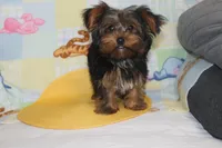 ID # 9855 Small Male Yorkie, a male Yorkshire Terrier for sale in Maryville, MO – 6 of 10