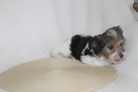 ID # 9192 Male Parti Yorkie, a male Yorkshire Terrier for sale in Maryville, MO – 5 of 10