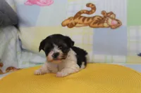 ID # 9845 Female Parti Yorkie , a female Yorkshire Terrier for sale in Maryville, MO – 9 of 10