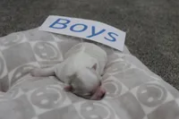 Isabelle's Teddy Bear Boy, a male Shichon for sale in Maryville, MO – Photo 9 of 9