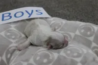 Isabelle's Teddy Bear Boy, a male Shichon for sale in Maryville, MO – Photo 6 of 9