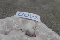 Isabelle's Teddy Bear Boy, a male Shichon for sale in Maryville, MO – Photo 3 of 9