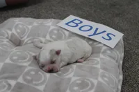 Isabelle's Teddy Bear Boy, a male Shichon for sale in Maryville, MO – Photo 8 of 9