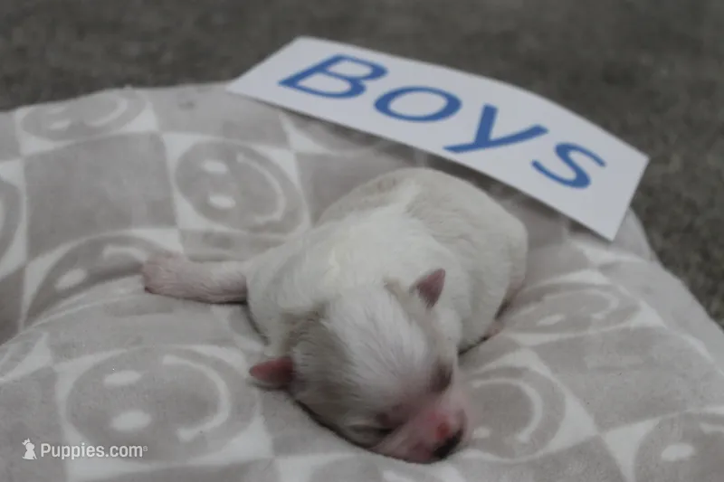 Isabelle's Teddy Bear Boy