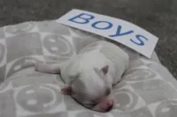 Isabelle's Teddy Bear Boy, a male Shichon for sale in Maryville, MO – Photo 1 of 9