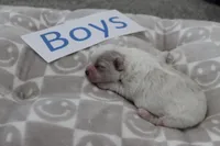 Isabelle's Teddy Bear Boy, a male Shichon for sale in Maryville, MO – Photo 2 of 9