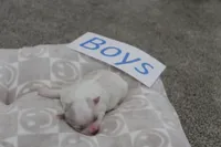 Isabelle's Teddy Bear Boy, a male Shichon for sale in Maryville, MO – Photo 7 of 9