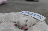 Isabelle's Teddy Bear Boy, a male Shichon for sale in Maryville, MO – Photo 4 of 9