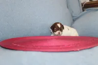 ID # 9204 Female Shih Tzu, a female Shih Tzu for sale in Maryville, MO – Photo 3 of 9