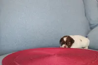 ID # 9204 Female Shih Tzu, a female Shih Tzu for sale in Maryville, MO – Photo 5 of 9