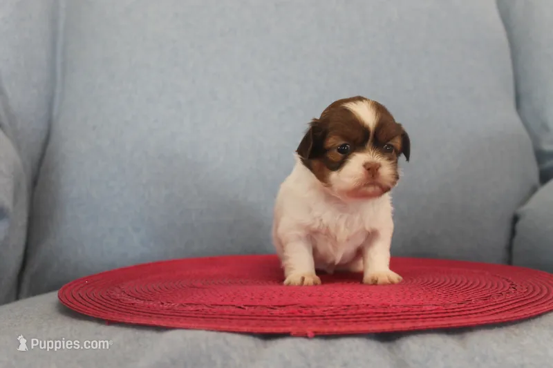 ID # 9204 Female Shih Tzu