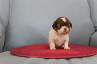 ID # 9204 Female Shih Tzu, a female Shih Tzu for sale in Maryville, MO – Photo 1 of 9