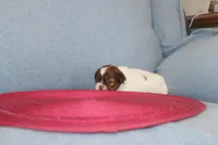 ID # 9204 Female Shih Tzu, a female Shih Tzu for sale in Maryville, MO – Photo 4 of 9