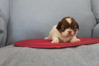 ID # 9204 Female Shih Tzu, a female Shih Tzu for sale in Maryville, MO – Photo 8 of 9