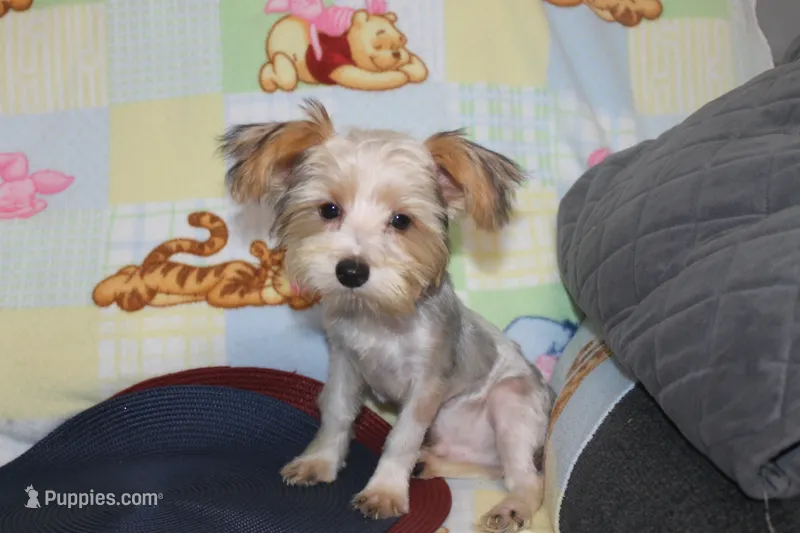 ID # 9200 Small Male Parti Yorkie – Yorkshire Terrier puppy for sale in Maryville, MO