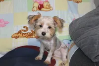 ID # 9200 Small Male Parti Yorkie, a male Yorkshire Terrier for sale in Maryville, MO – 1 of 10