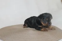 ID # 9852 Tiny Male Yorkie, a male Yorkshire Terrier for sale in Maryville, MO – 5 of 6