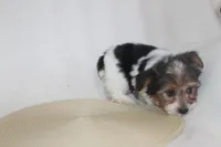 ID # 9192 Male Parti Yorkie, a male Yorkshire Terrier for sale in Maryville, MO – 4 of 10