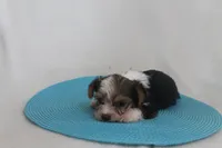 ID # 9200 Tiny Male Parti Yorkie, a male Yorkshire Terrier for sale in Maryville, MO – 2 of 8