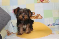 ID # 9855 Small Male Yorkie, a male Yorkshire Terrier for sale in Maryville, MO – 4 of 10