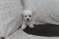 ID #  9850  Tiny Female Morkie , a female Morkie for sale in Maryville, MO – 4 of 7