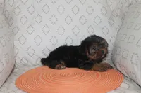 ID # 9855 Small Male Yorkie, a male Yorkshire Terrier for sale in Maryville, MO – 6 of 8